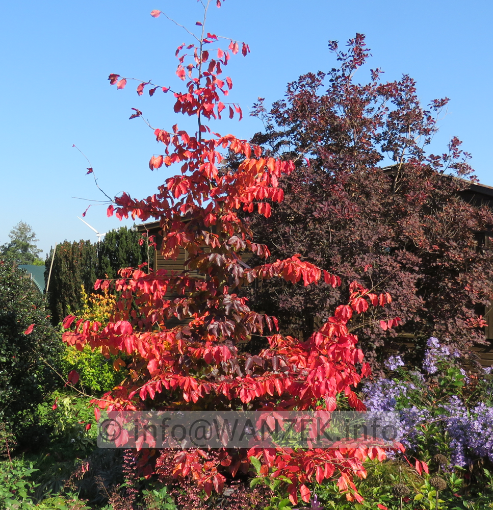 Parrotia persica 04.png